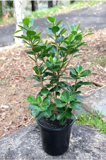 Ficus Microcarpa Plant – Souq Garden Dubai