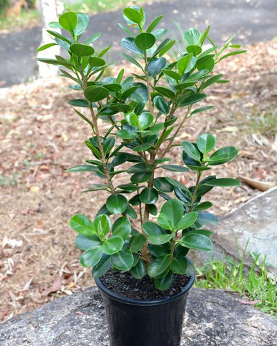 Ficus Microcarpa Plant – Souq Garden Dubai