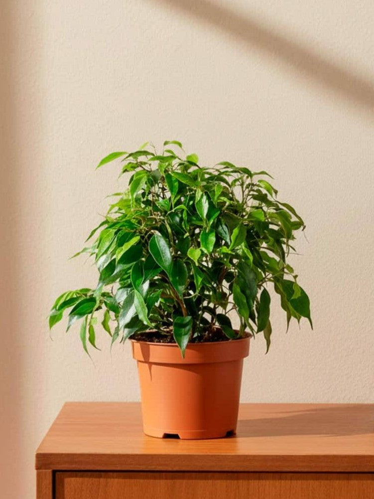 Buy Ficus Benjamina Dwarf 20 30Cm Online in UAE | Souq Garde – Souq Garden