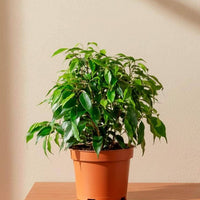 Ficus Benjamina Dwarf