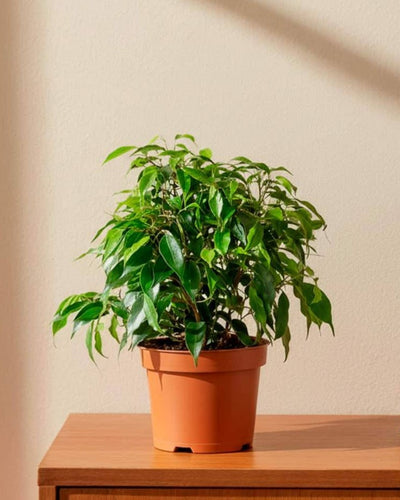 Ficus Benjamina Dwarf
