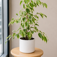 Ficus Benjamina Variegated
