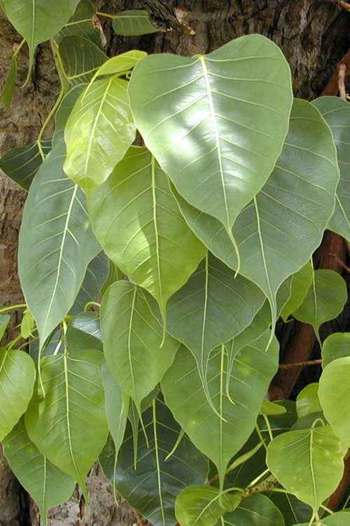 Peepal Tree - Sacred Fig tree