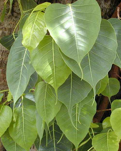 Buy Peepal Tree Dubai & UAE | Sacred Fig Tree – Souq Garden