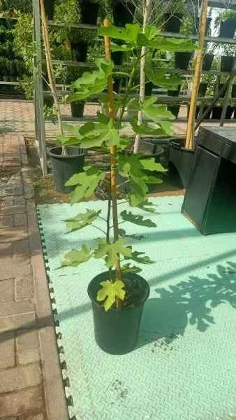 Fig Tree – Ficus Carica