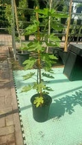 Fig Tree – Ficus Carica