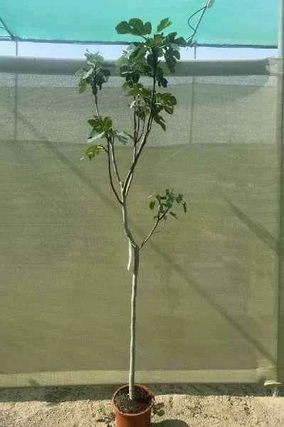 Fig Tree – Ficus Carica