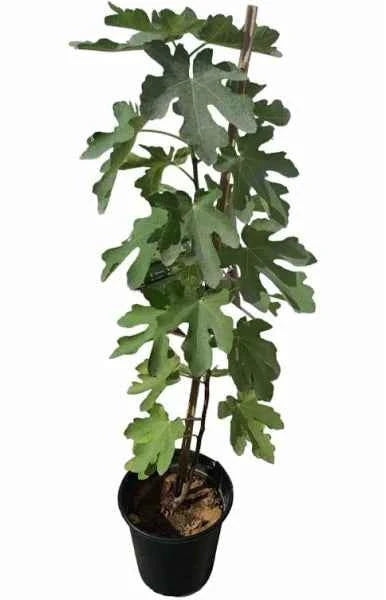 Fig Tree – Ficus Carica