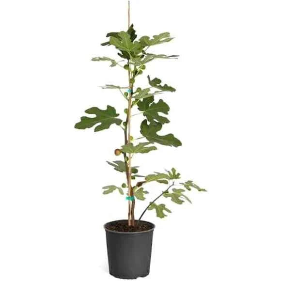 Fig Tree – Ficus Carica