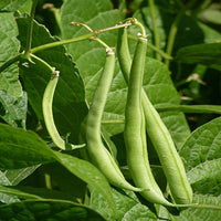 French Beans