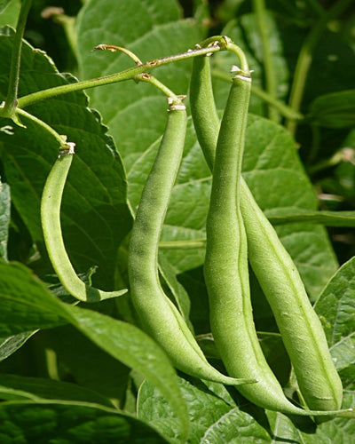 French Beans