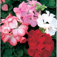 Geranium Mix
