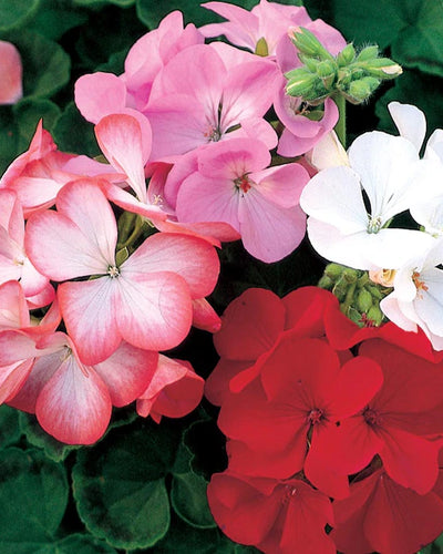 Geranium (Pelargonium) mixed colour flowering plants