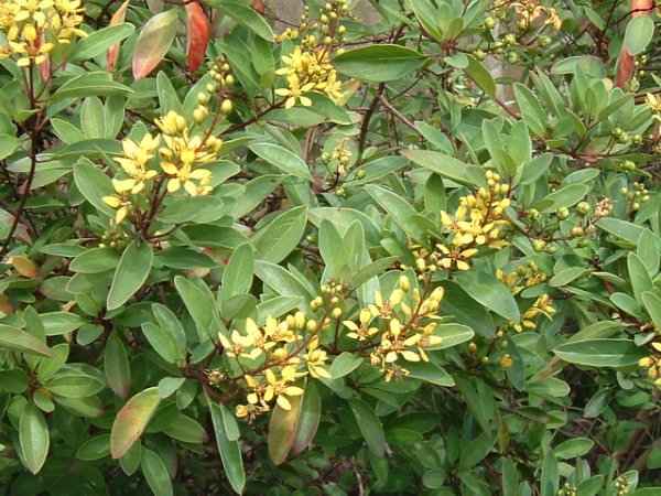 Golden Showers – Thryallis