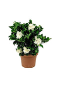 Gardenia