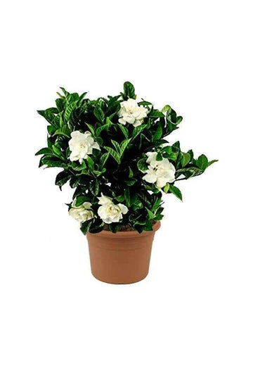 Gardenia