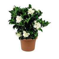 Gardenia
