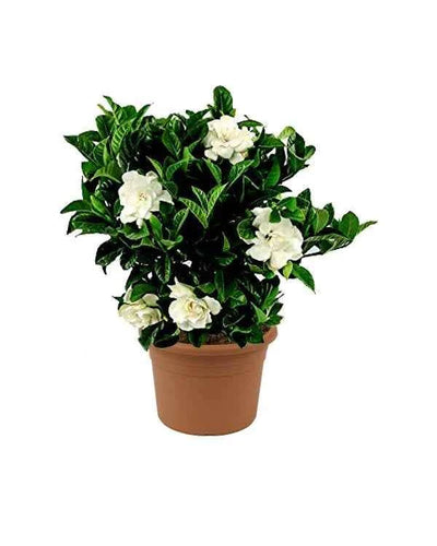 Gardenia