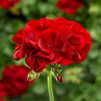 Geranium Red – V15