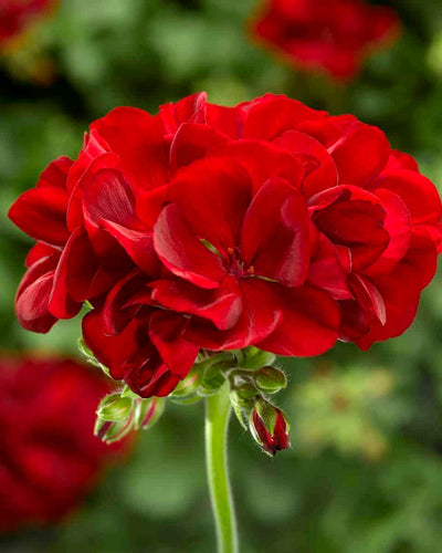 Red Geranium (Pelargonium) flowering plant