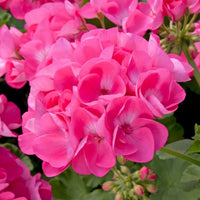 Geranium Pink – V15