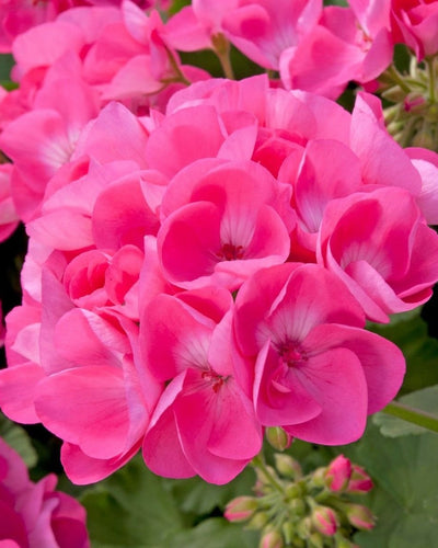 Pink Geranium (Pelargonium) flowering plant
