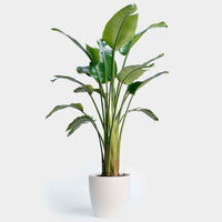 Bird of Paradise Plant
