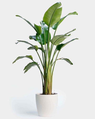 Bird of Paradise Strelitzia indoor outdoor plant Dubai UAE Souq Garden