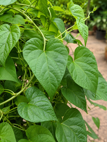 Giloy Plant – Souq Garden Dubai