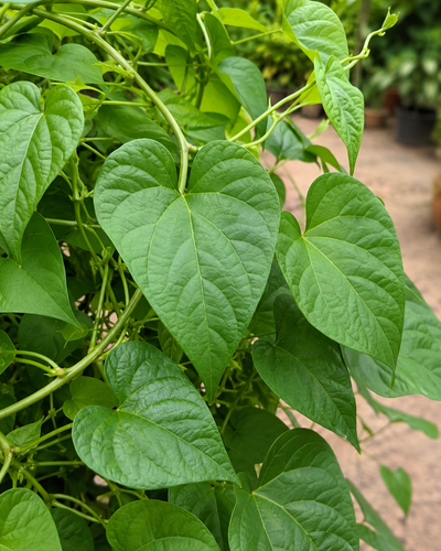 Giloy Plant – Souq Garden Dubai