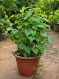 Giloy Plant – Souq Garden Dubai (2)