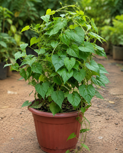 Giloy Plant