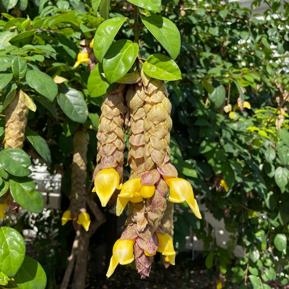 Gmelina Philippensis Cham