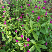 Gomphrena Globosa