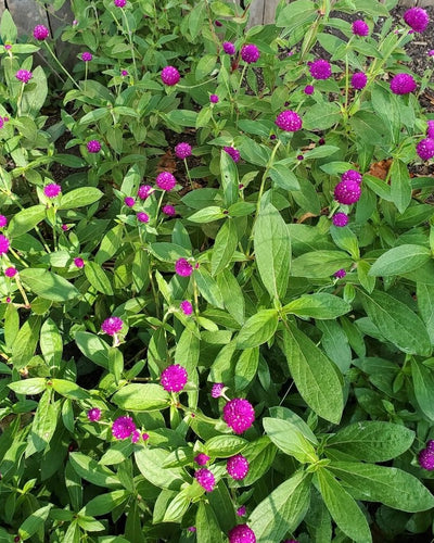 Gomphrena Globosa