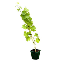 Grape Vine