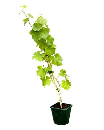 Grape Vine