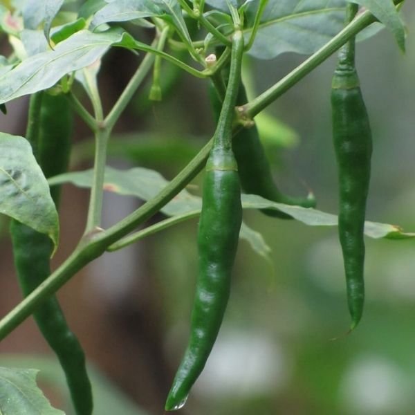 Green Chilli