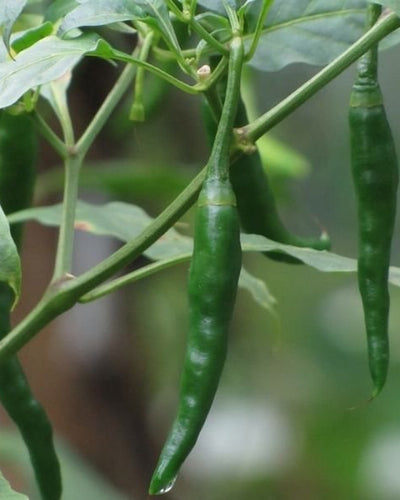 Green Chilli
