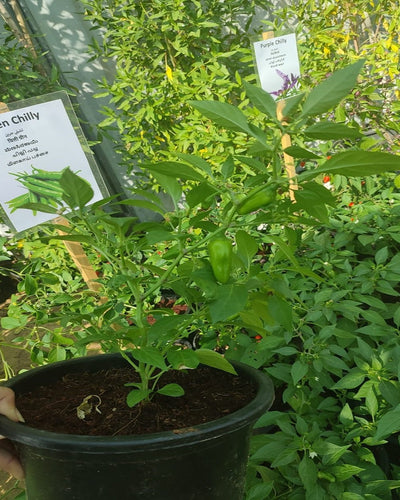 Green Chilli