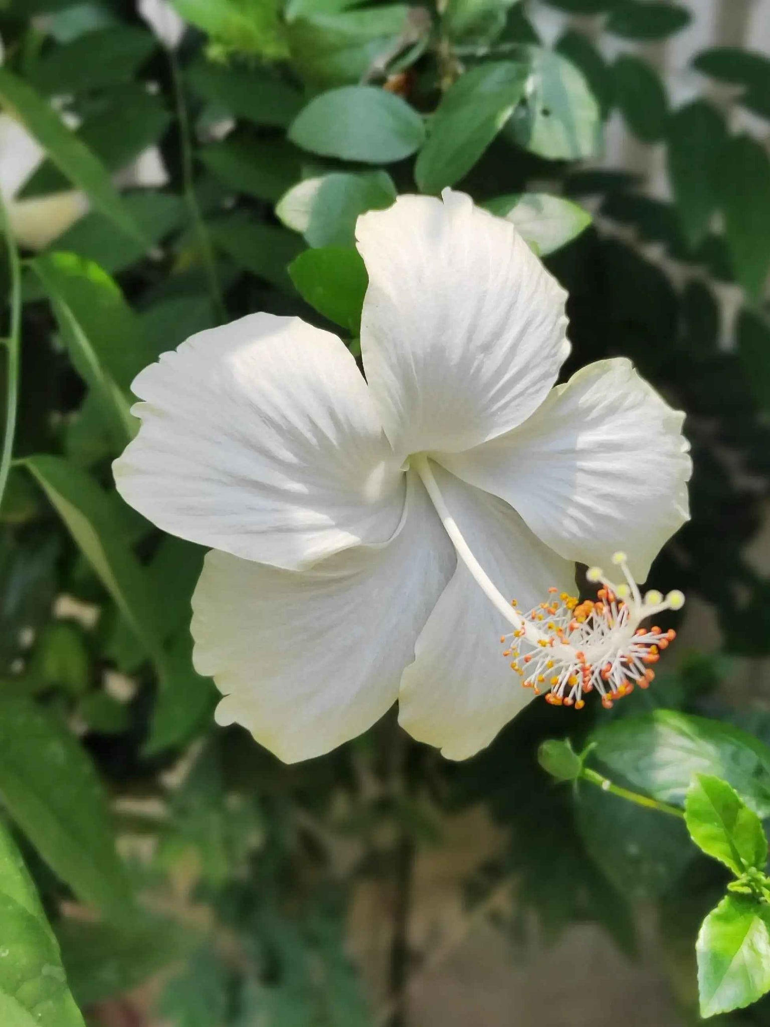 Hibiscus white