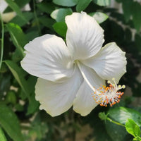 White Hibiscus Plant