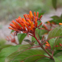 Hamelia Firebush