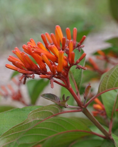 Hamelia Firebush