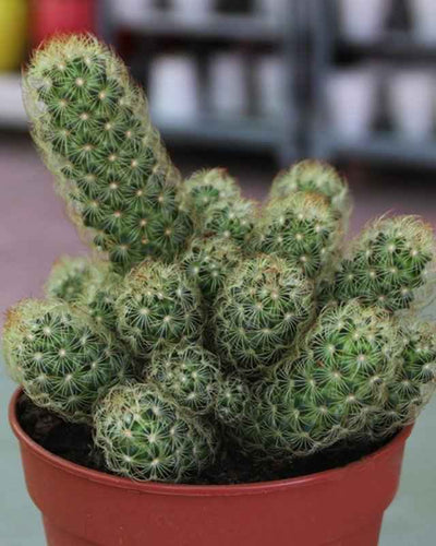 Hedgehog Cactus