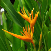Parrot Heliconia Water Plant
