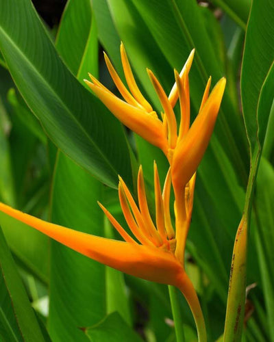 Parrot Heliconia Water Plant