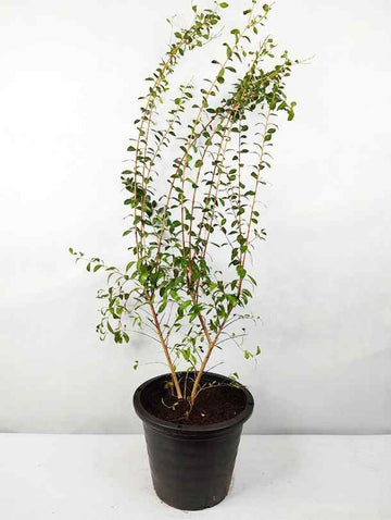Henna Plant