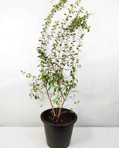 Henna Plant