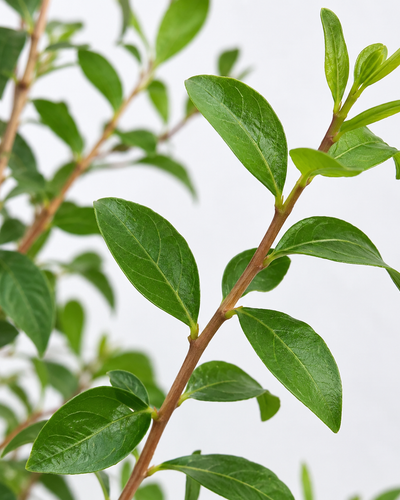 Henna Plant